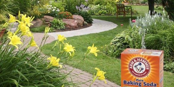 natriumbicarbonaat in de tuin